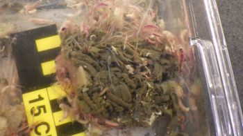 Media type: image;   Invertebrate Zoology 153120 Description: live specimen;